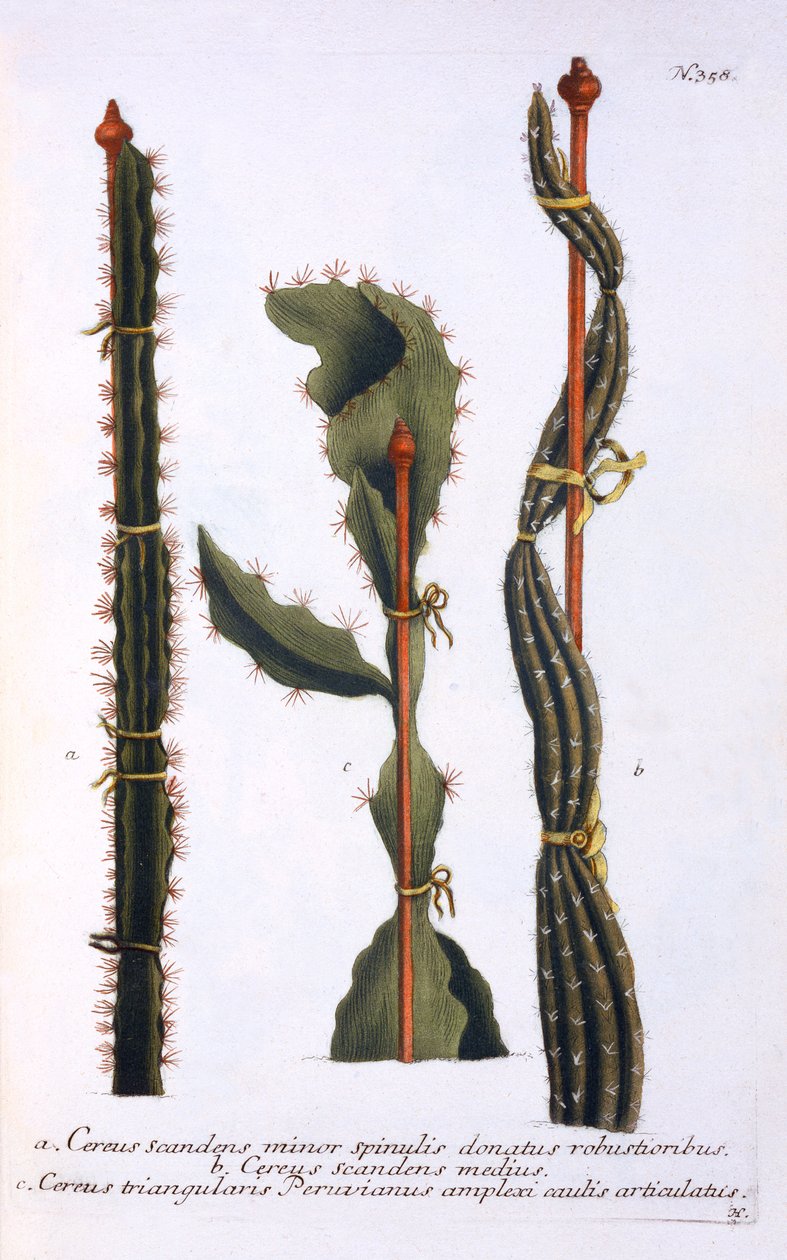 Cereus scandens minor，Cereus scandens medeus和triangularis Peruvianus，来自&39;Phytanthoza Iconographia&39;，由Johann Wilhelm Weinmann出版，出版于1737-45（mezzotint） 作者 格奥尔格·狄奥尼修斯·埃雷特
