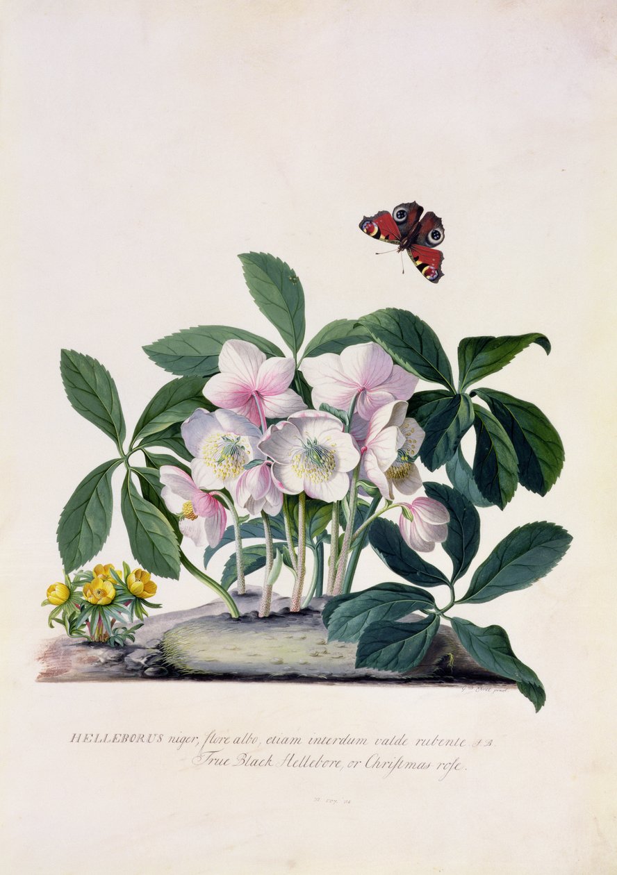 圣诞玫瑰（Helleborus niger）和冬季附子（Eranthis hyemalis）（牛皮纸上的水粉） 作者 格奥尔格·狄奥尼修斯·埃雷特