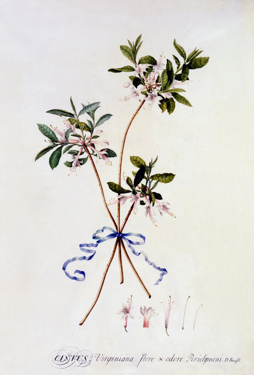 Cistus Virginiana，c.1743（手工雕刻） 作者 格奥尔格·狄奥尼修斯·埃雷特