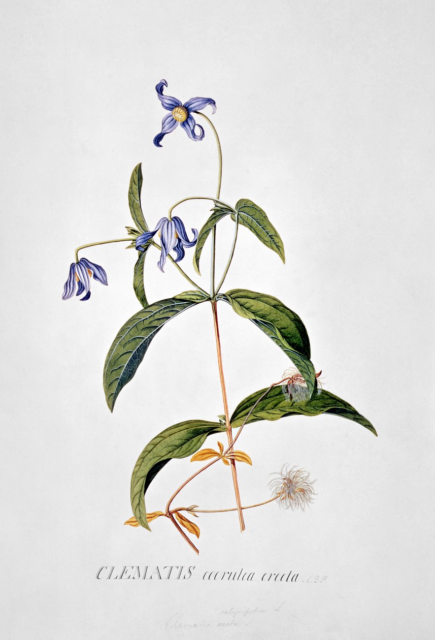 铁线莲属：Integrafolia 作者 格奥尔格·狄奥尼修斯·埃雷特