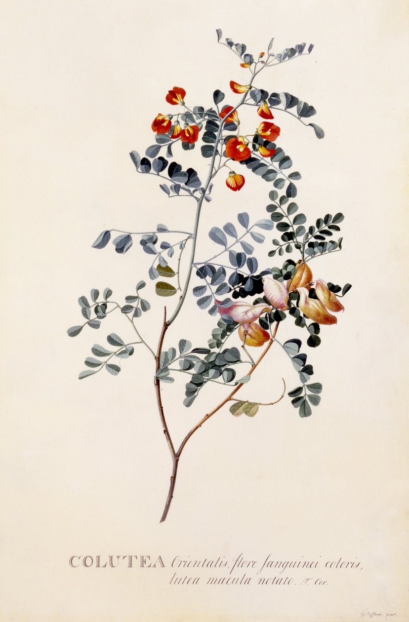 Colutea，c.1745（手工彩色雕刻） 作者 格奥尔格·狄奥尼修斯·埃雷特