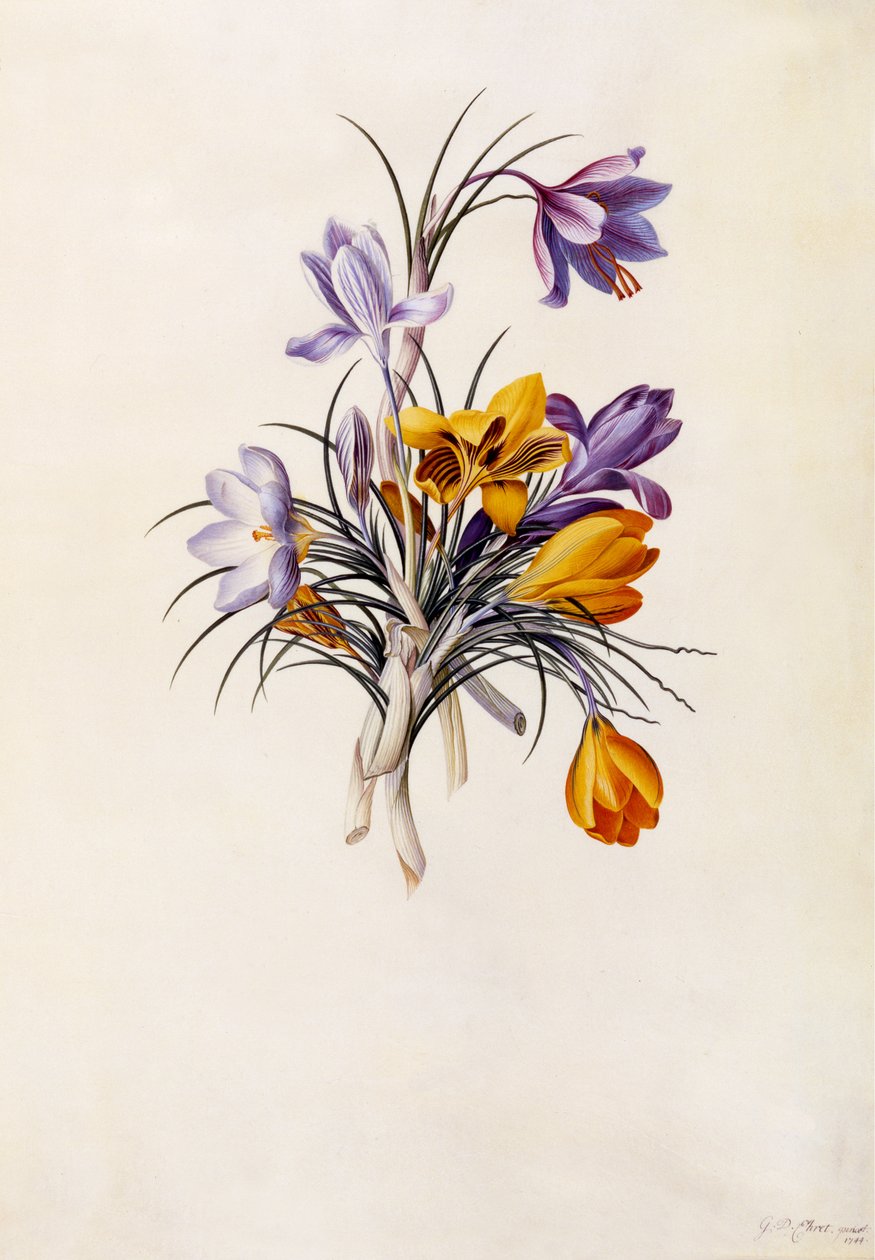 番红花，c.1744（手工雕刻） 作者 格奥尔格·狄奥尼修斯·埃雷特