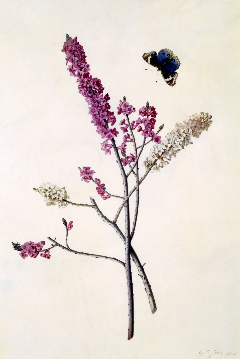 Daphne Mezereum与蝴蝶，c.1740（手工彩色雕刻） 作者 格奥尔格·狄奥尼修斯·埃雷特