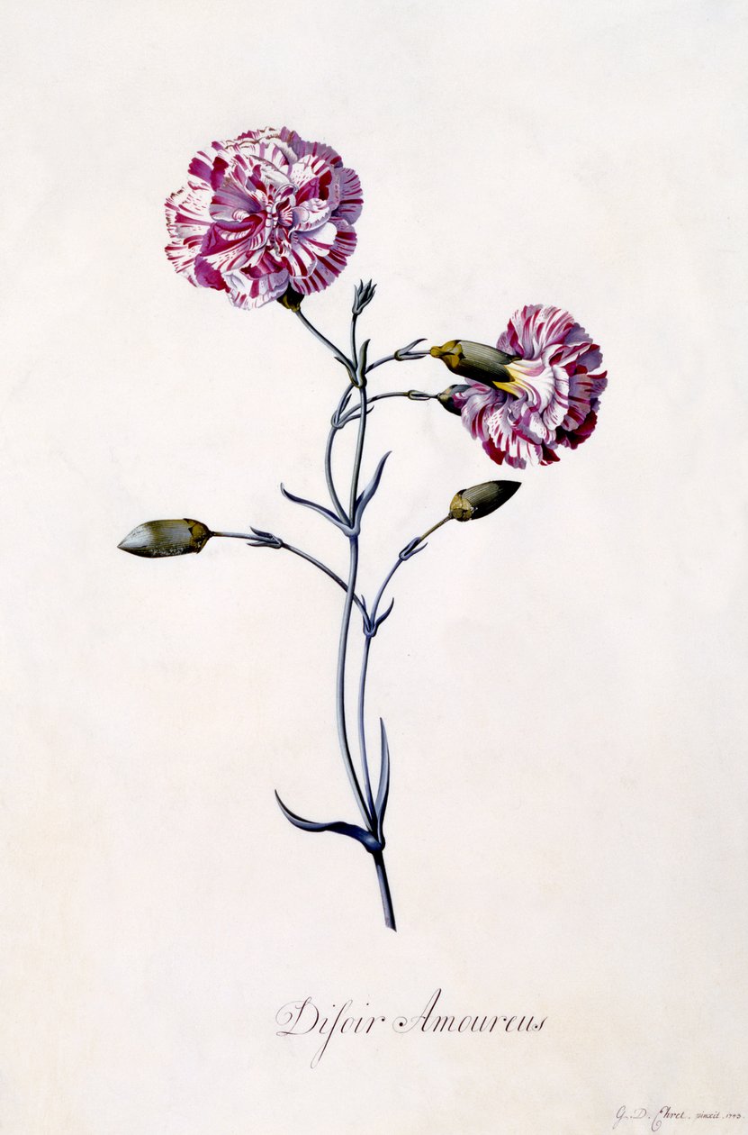 Difor amourius，Carnation，c.1745（手工彩色雕刻） 作者 格奥尔格·狄奥尼修斯·埃雷特
