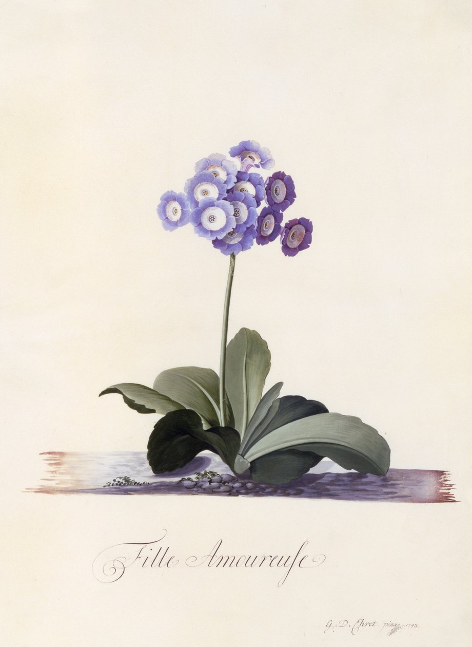 花园Auricula，恋爱中的女孩，c.1743（手工彩色雕刻） 作者 格奥尔格·狄奥尼修斯·埃雷特