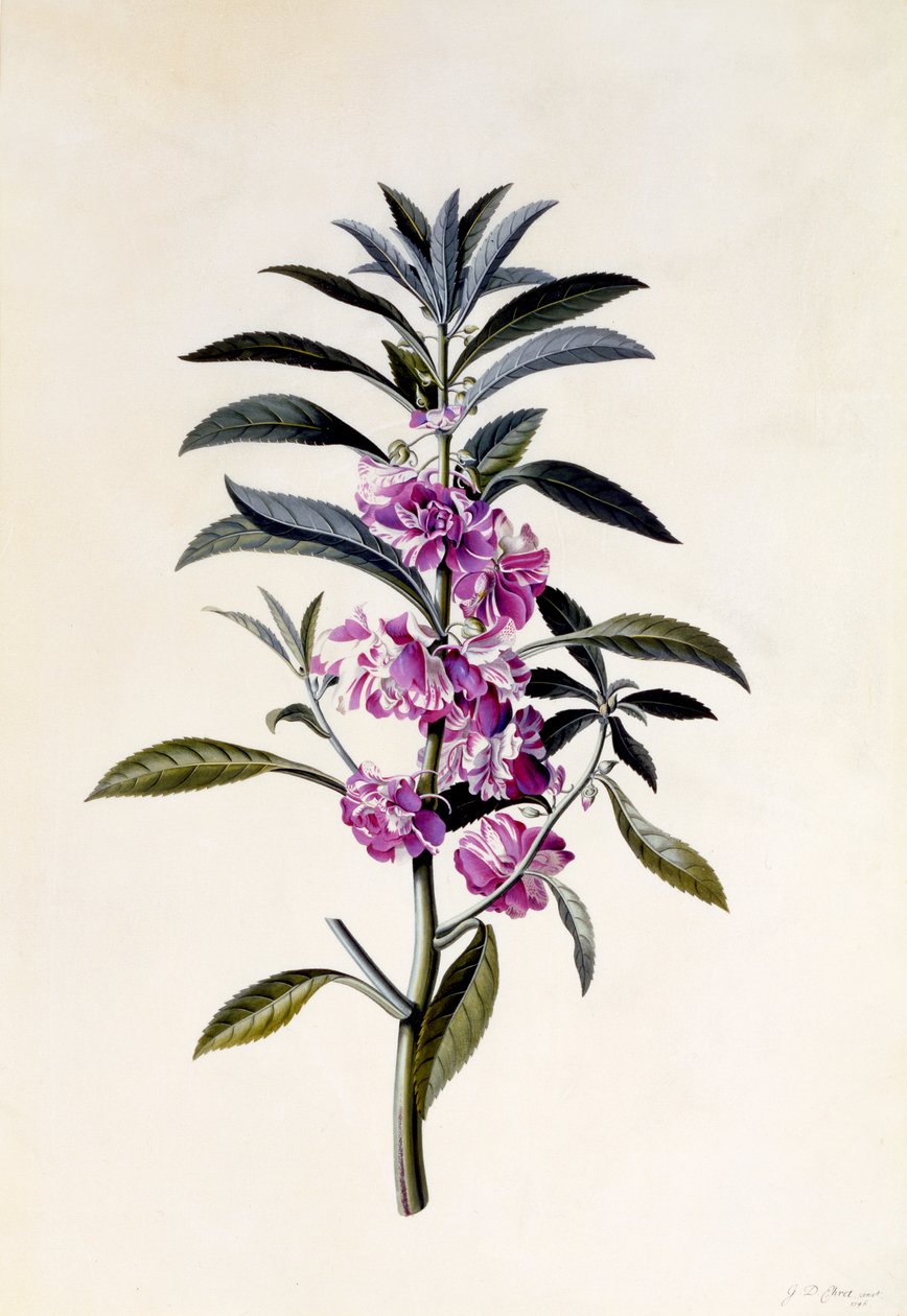 Garden Balsam，Impatiens balsamina，c.1746（手工彩色雕刻） 作者 格奥尔格·狄奥尼修斯·埃雷特