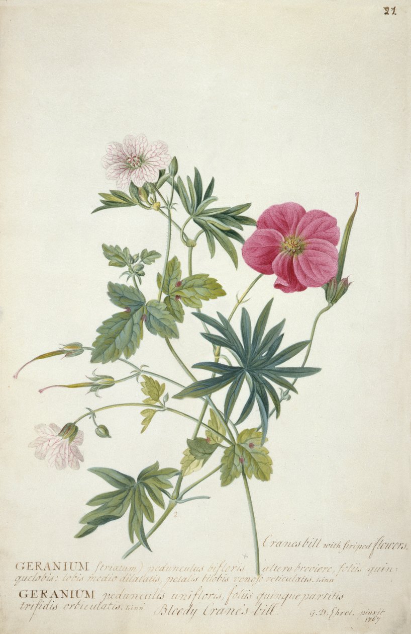 天竺葵。两种不同种类的交织在一起的茎，1767（wc，石墨和体彩在纸上） 作者 格奥尔格·狄奥尼修斯·埃雷特