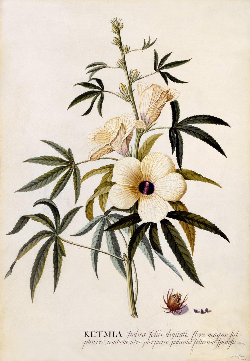 Ketmia，c.1742（手工彩色雕刻） 作者 格奥尔格·狄奥尼修斯·埃雷特