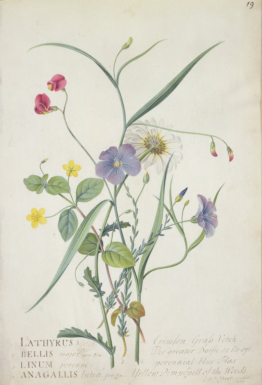 山黧豆nissolia，矢车菊，亚麻常年Lysimackia森林，1767（石墨，我们UND羊皮纸上水粉） 作者 格奥尔格·狄奥尼修斯·埃雷特