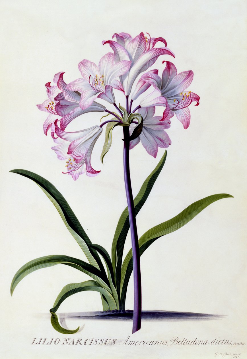 Lilio Narcissus，c.1744（手工彩色雕刻） 作者 格奥尔格·狄奥尼修斯·埃雷特