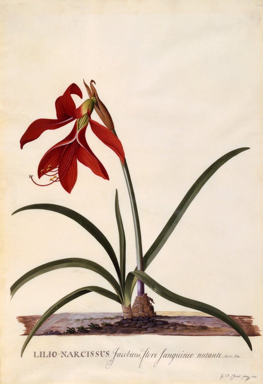 Lilio-Narcissus，Jaobean Lily，c.1743（手工雕刻） 作者 格奥尔格·狄奥尼修斯·埃雷特