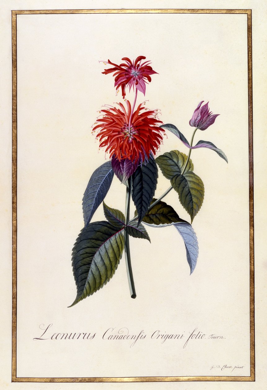 Oswego茶厂，c.1740（手工彩色雕刻） 作者 格奥尔格·狄奥尼修斯·埃雷特