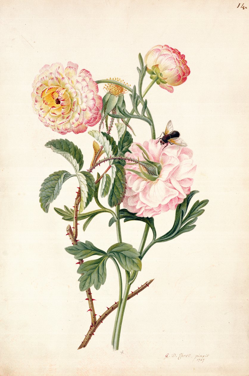 PD.113-1973f.14麝香玫瑰和银莲花，1767年（铅笔，wc，牛皮纸上的水粉） 作者 格奥尔格·狄奥尼修斯·埃雷特
