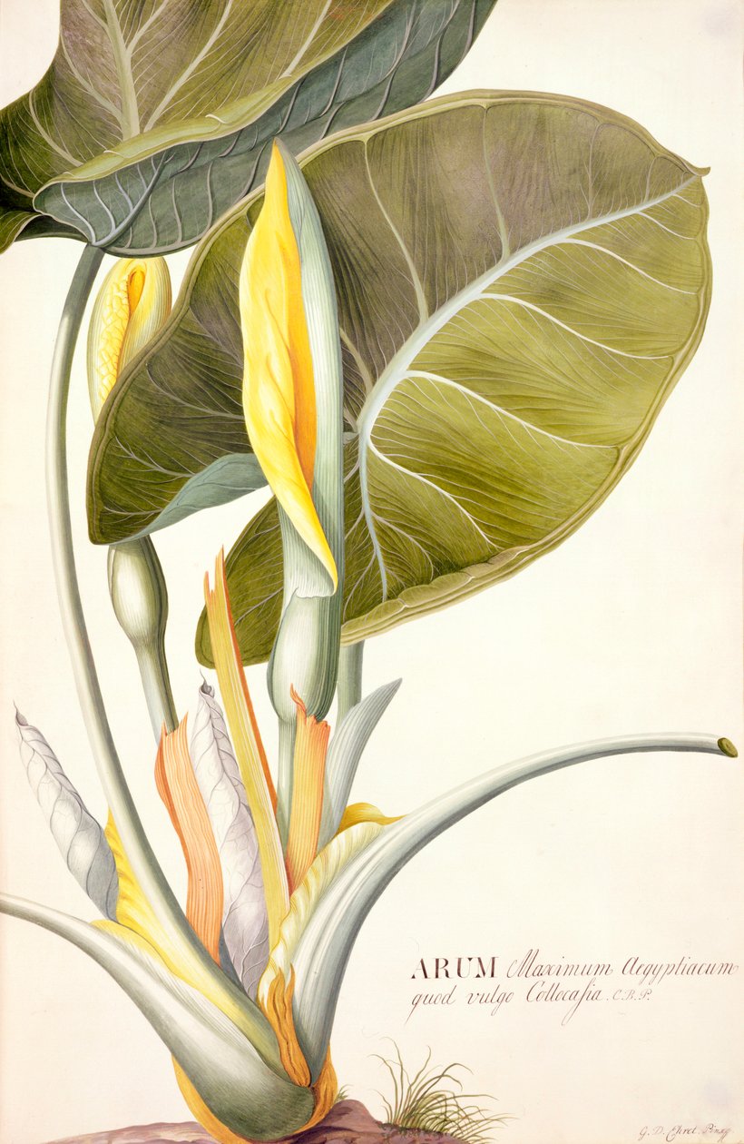 PD.116-1973f.14 Arum maximum aegyptiacum，c.1740-45（牛皮纸上的马桶和水粉） 作者 格奥尔格·狄奥尼修斯·埃雷特