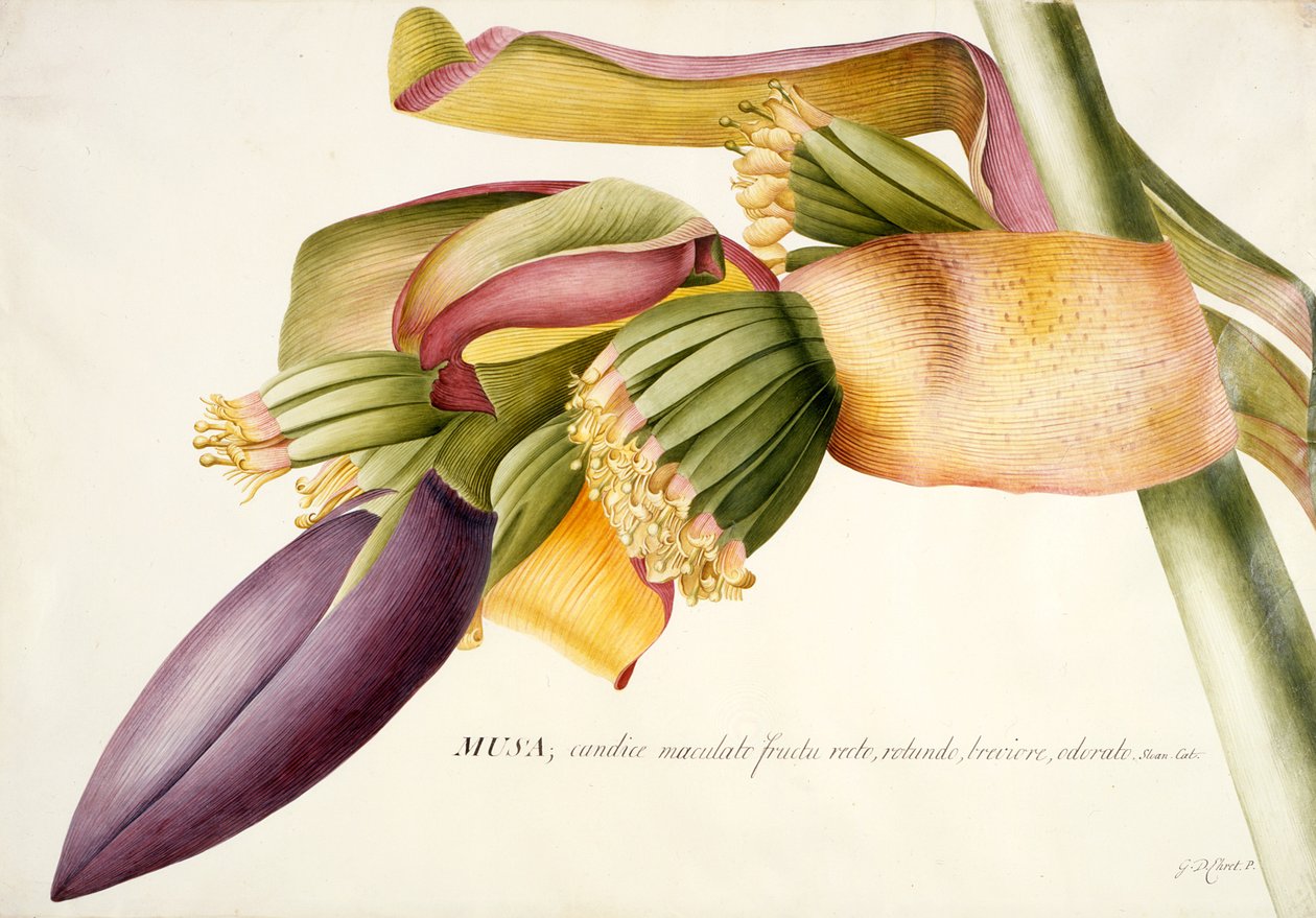 PD.117-1973f.19香蕉树之花（Musa candice maculato fructo）（牛皮纸上的水粉和水粉） 作者 格奥尔格·狄奥尼修斯·埃雷特
