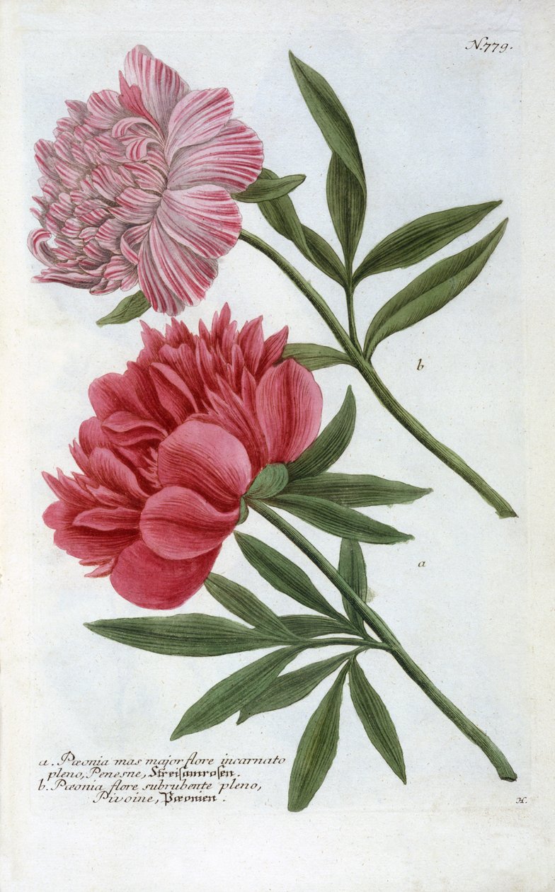 来自Johann Wilhelm Weinmann的Phytanthoza Iconographia的芍药，1737年（手工彩色雕刻） 作者 格奥尔格·狄奥尼修斯·埃雷特