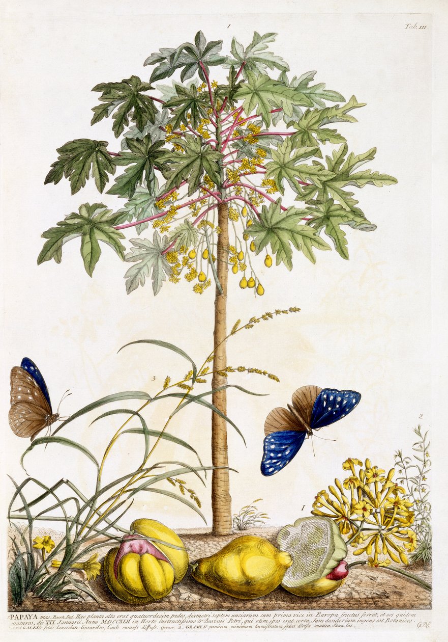 番木瓜，c.1748（手工彩色雕刻） 作者 格奥尔格·狄奥尼修斯·埃雷特
