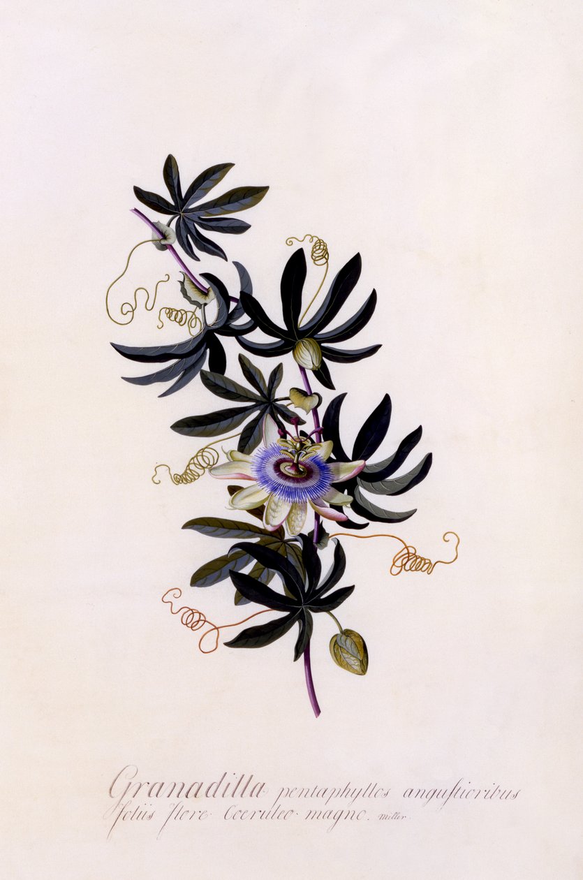 西番莲西番莲，1745（手工彩色雕刻） 作者 格奥尔格·狄奥尼修斯·埃雷特