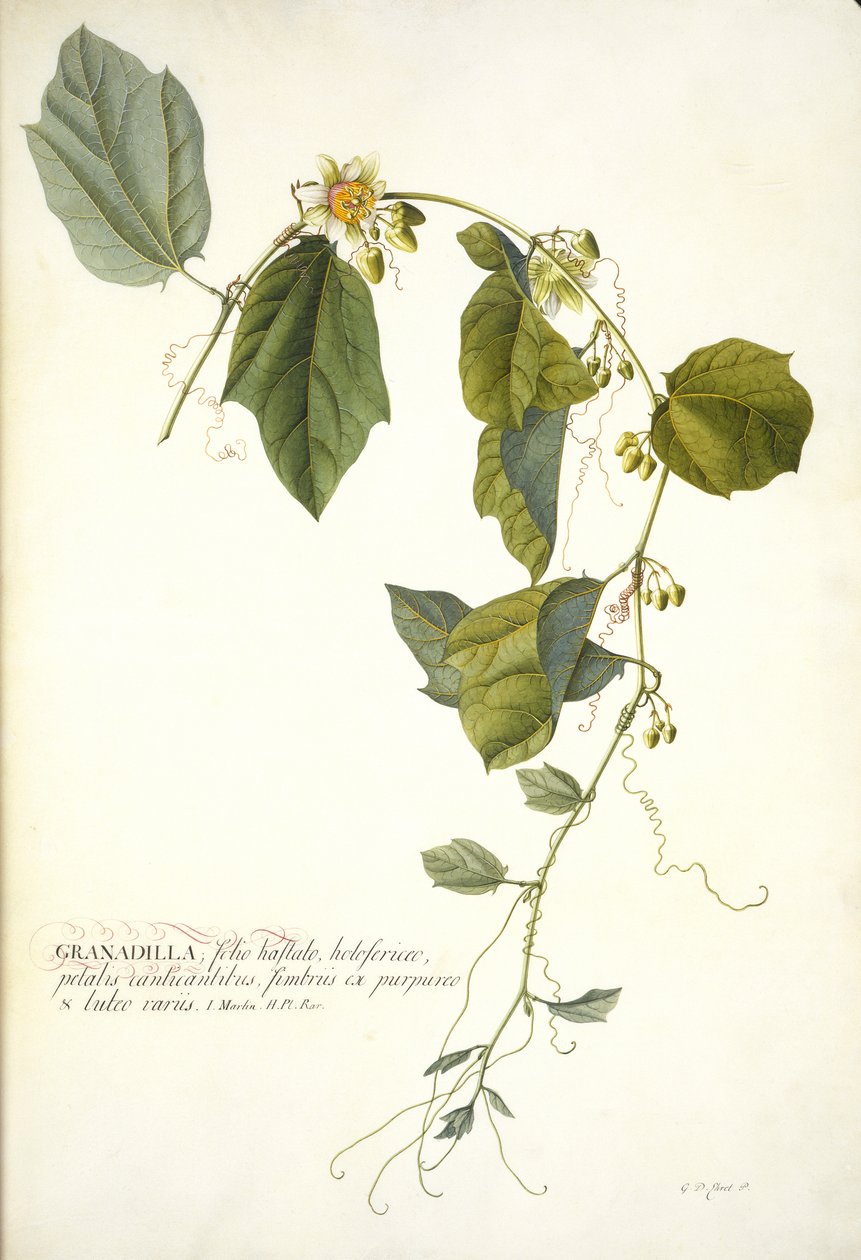 Passiflora holosericea（Passion Flower）（wc和bodycolour在牛皮纸上加金） 作者 格奥尔格·狄奥尼修斯·埃雷特