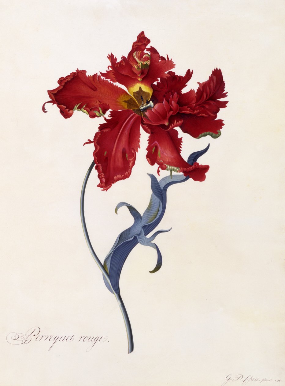Perroquet Rouge，c.1744（手工彩色雕刻） 作者 格奥尔格·狄奥尼修斯·埃雷特