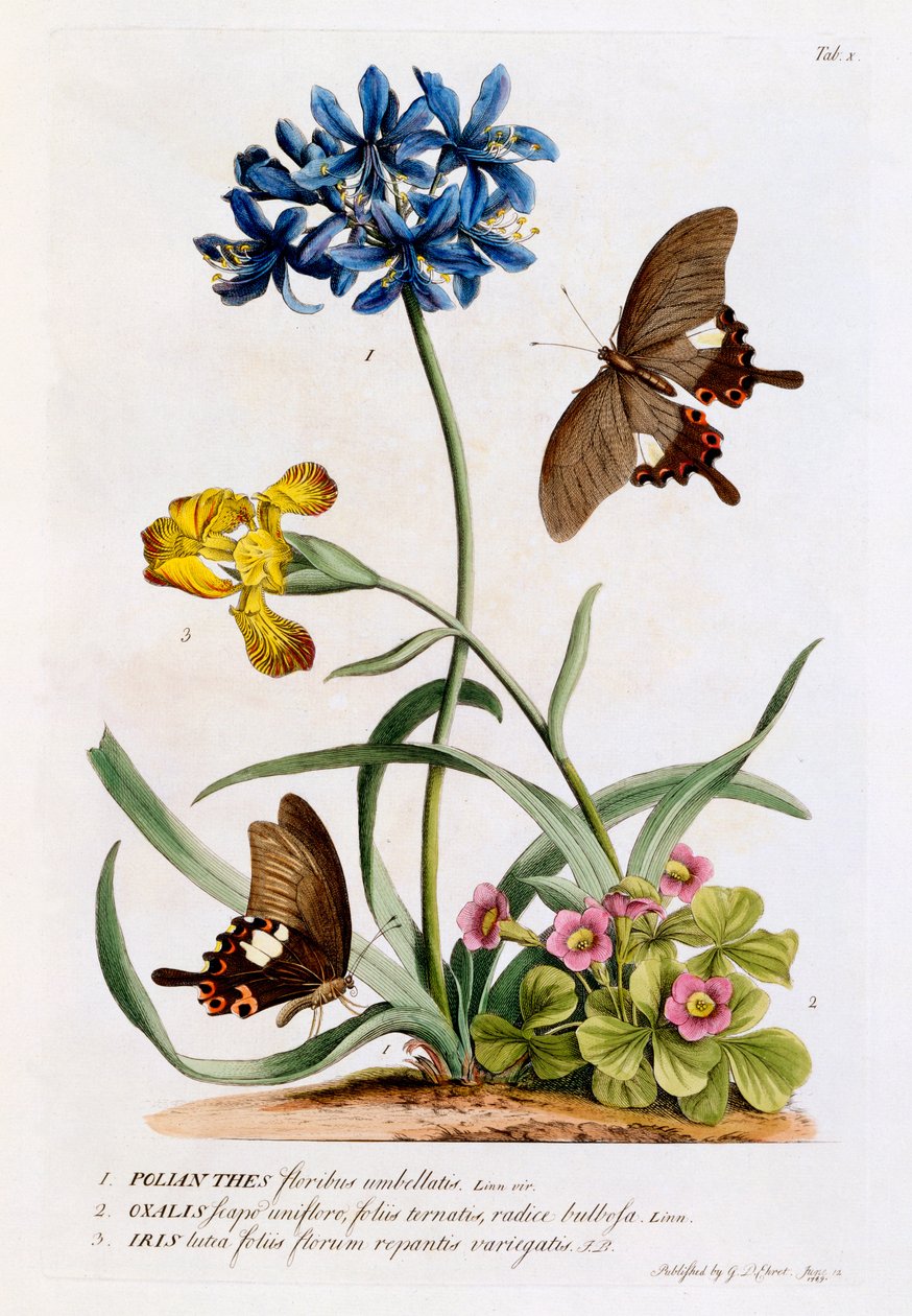 Polliches，Oxalis和Iris，1749（手工雕刻） 作者 格奥尔格·狄奥尼修斯·埃雷特