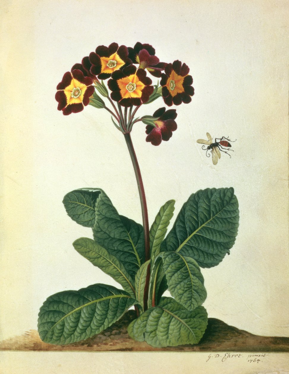 Primulaecae：带有飞行昆虫的开花的Polyanthus，1764（铅笔，wc和牛皮纸上的水粉） 作者 格奥尔格·狄奥尼修斯·埃雷特