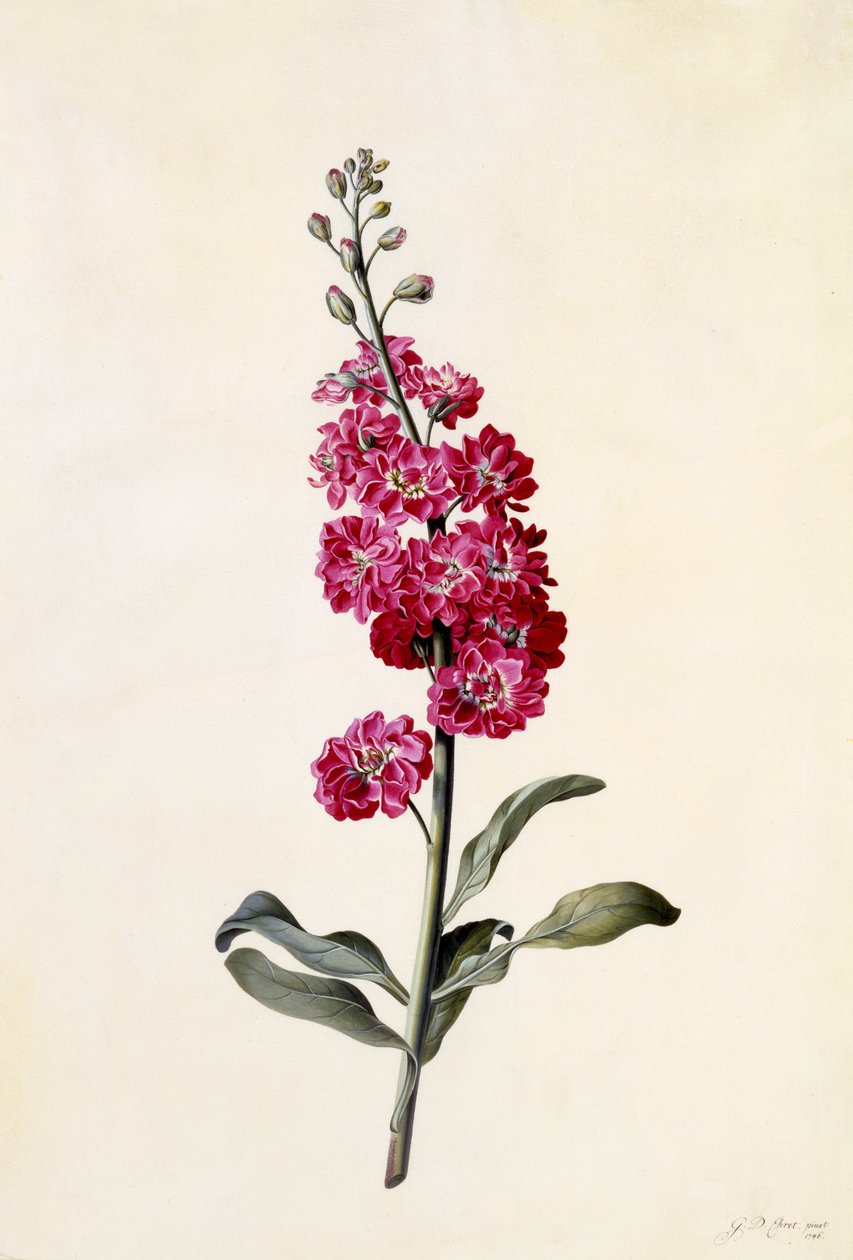 股票，Matthiola incana，c.1746（手工雕刻） 作者 格奥尔格·狄奥尼修斯·埃雷特