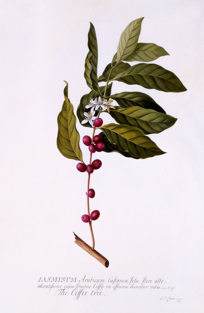 咖啡树，c.1743（手工雕刻） 作者 格奥尔格·狄奥尼修斯·埃雷特