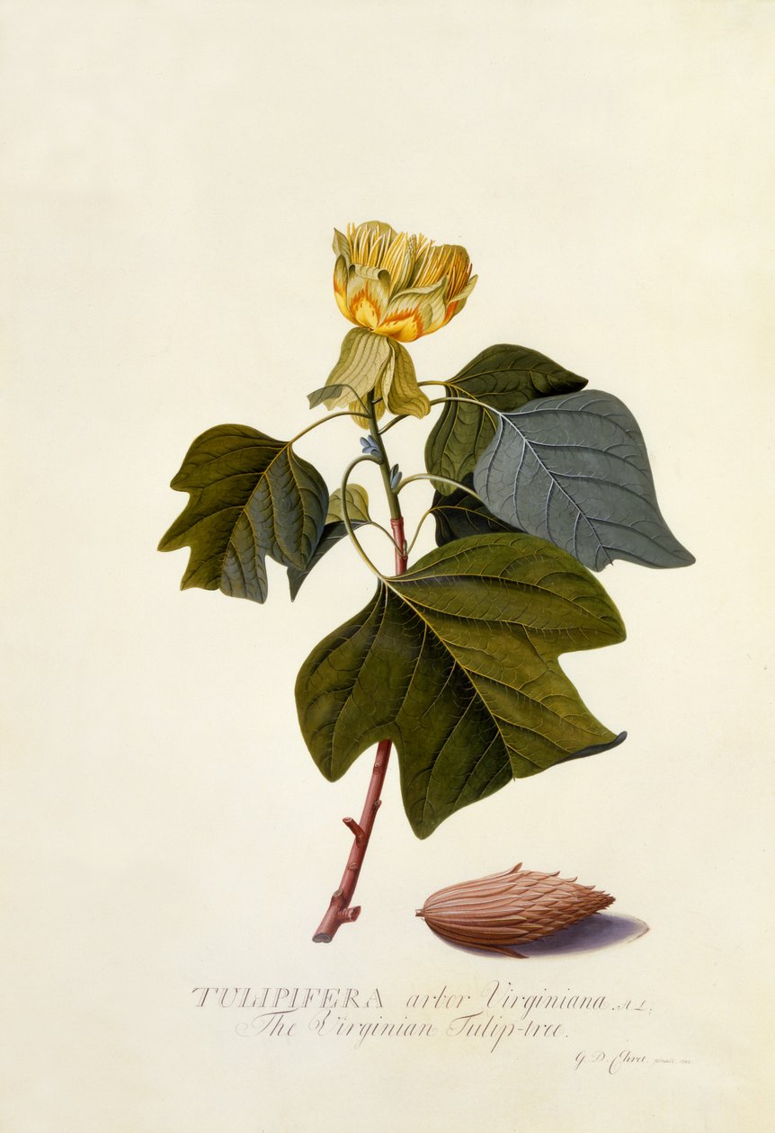 弗吉尼亚州郁金香树，c.1743（手工彩色雕刻） 作者 格奥尔格·狄奥尼修斯·埃雷特