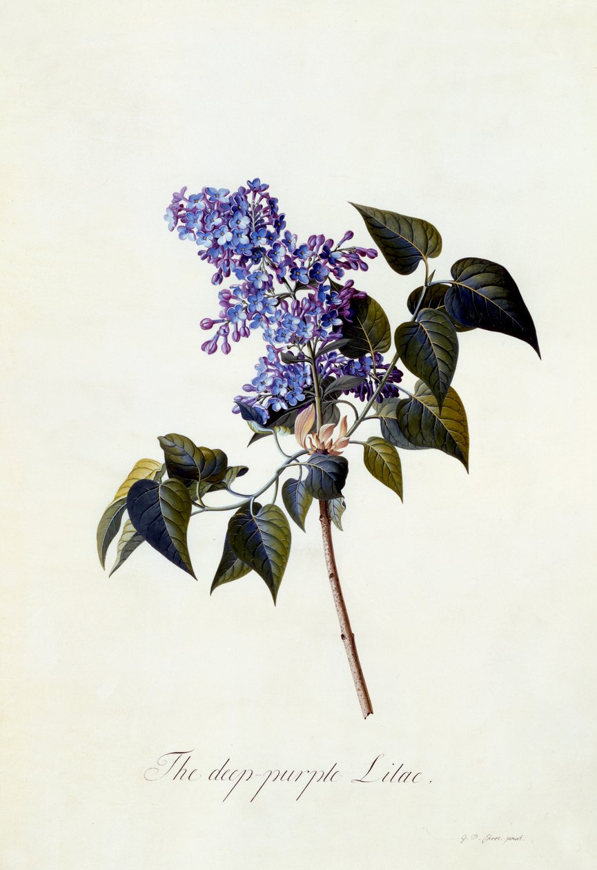 深紫色丁香，c.1743（手工彩色雕刻） 作者 格奥尔格·狄奥尼修斯·埃雷特