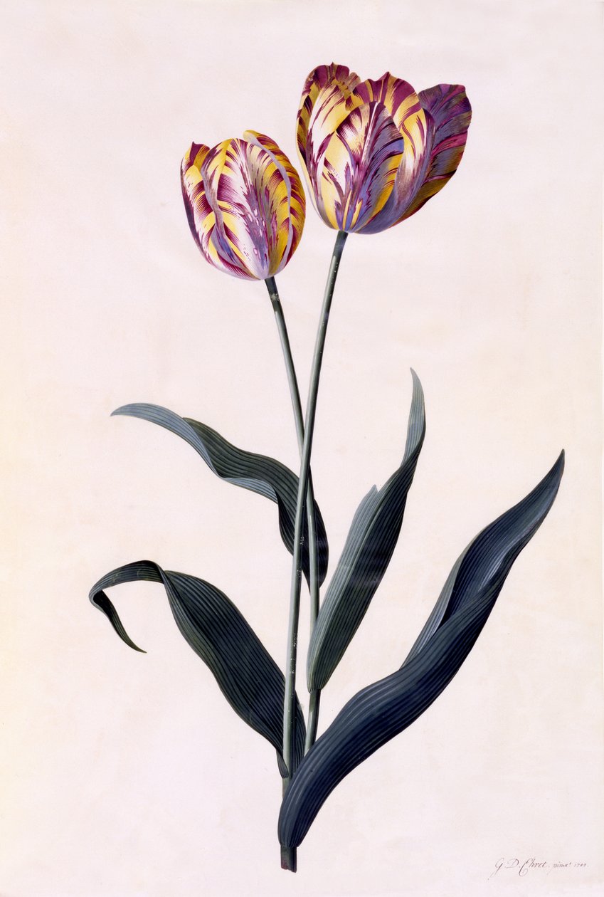 郁金香，c.1744（手工彩色雕刻） 作者 格奥尔格·狄奥尼修斯·埃雷特