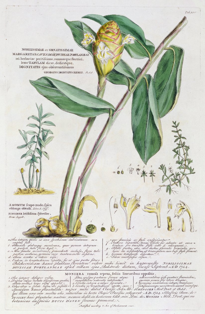 Zigiber latifolium和Amomum，1754 作者 格奥尔格·狄奥尼修斯·埃雷特
