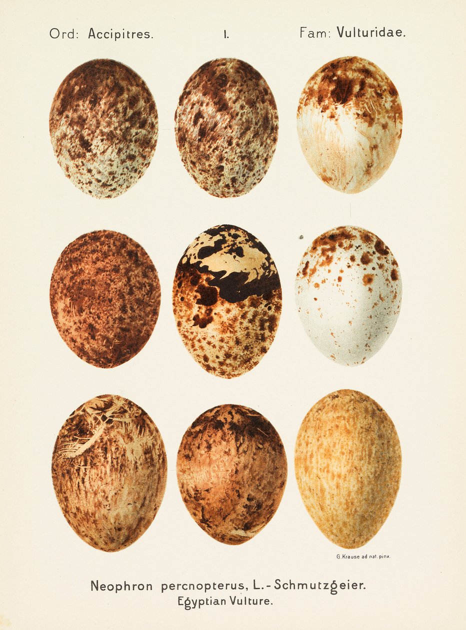 Oologia universalis palearctica, 1906. 作者 乔治·阿尔伯特·朱利叶斯·克劳斯