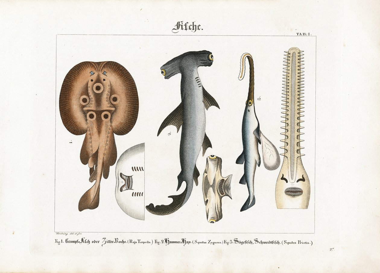 奇特的海洋鱼类物种 作者 