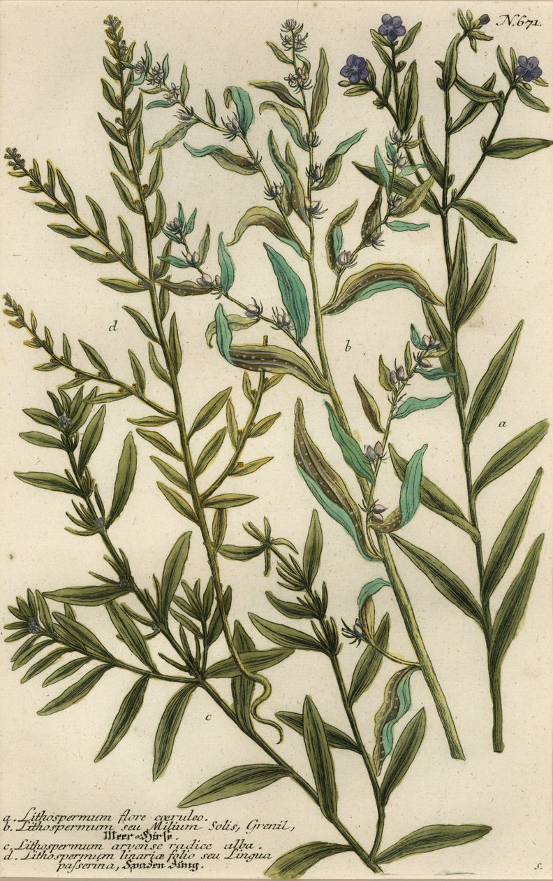 Gromwell varieties, Lithospermum species 作者 乔治·狄奥尼修斯（Georg Dionysius）（后）埃勒特