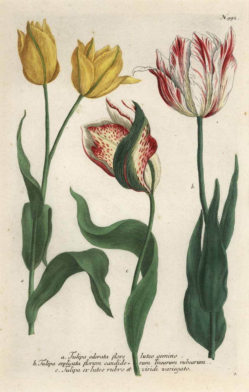 Tulip varieties, Tulipa gesneriana 作者 乔治·狄奥尼修斯（Georg Dionysius）（后）埃勒特