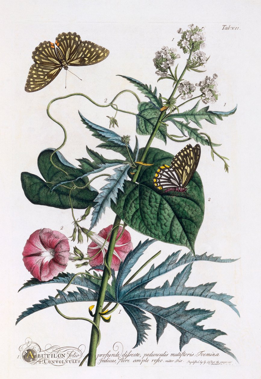 1.Abutilon, 2. Convolvulus, 约1748年手绘版画。 作者 “乔治·狄奥尼修斯·埃雷特