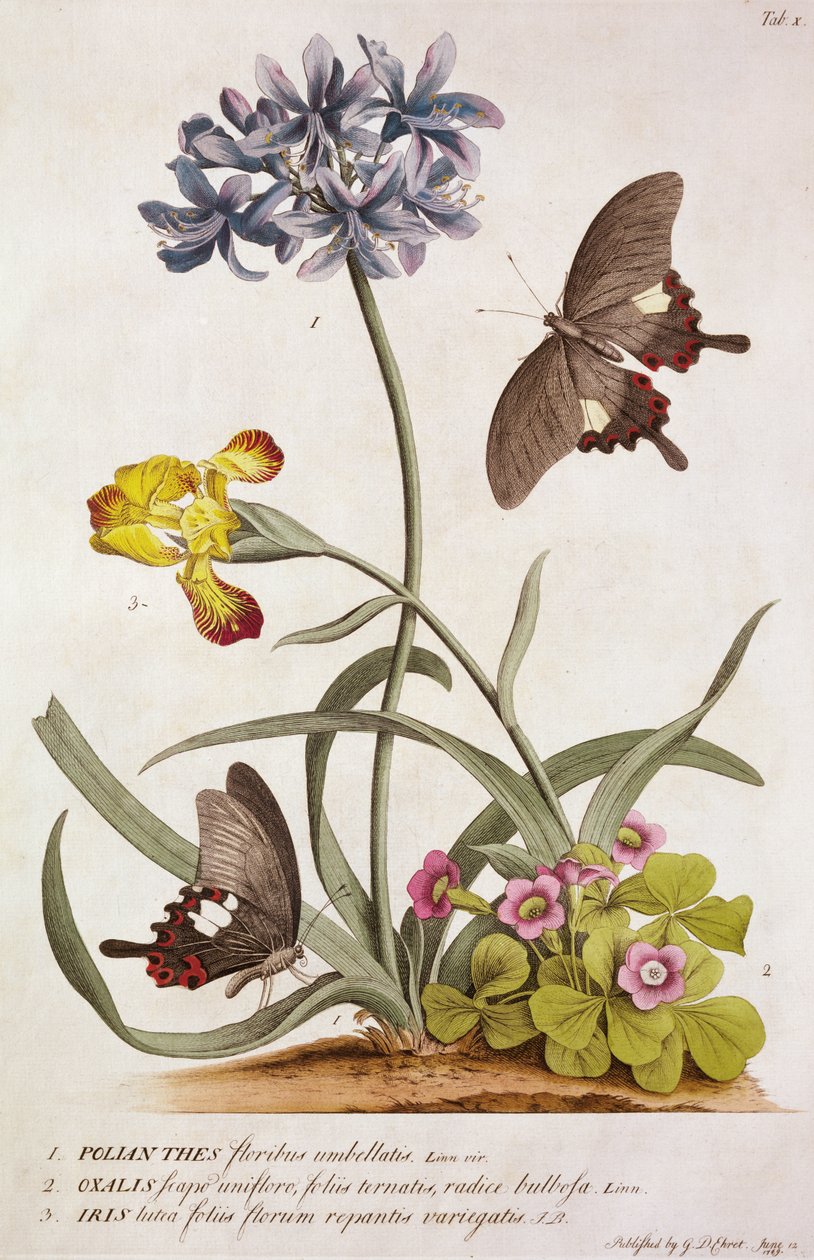百子莲非洲种，彩虹色和种酢浆草的，从“Rariores植物和蝴蝶”，1749 作者 格奥尔格·狄奥尼修斯·埃雷特