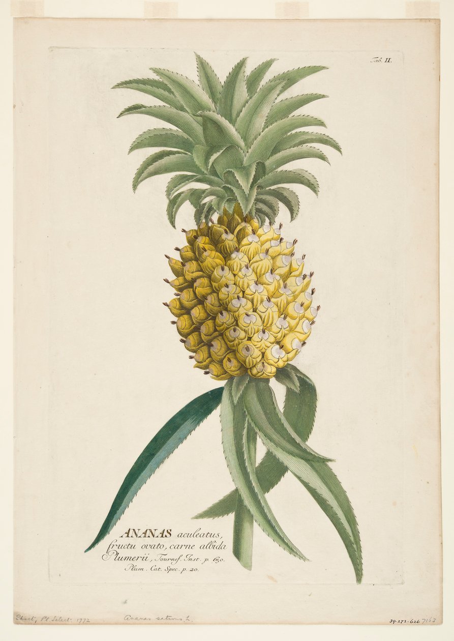 Ananas sativus，菠萝，约1740-1770。 作者 格奥尔格·狄奥尼修斯·埃雷特