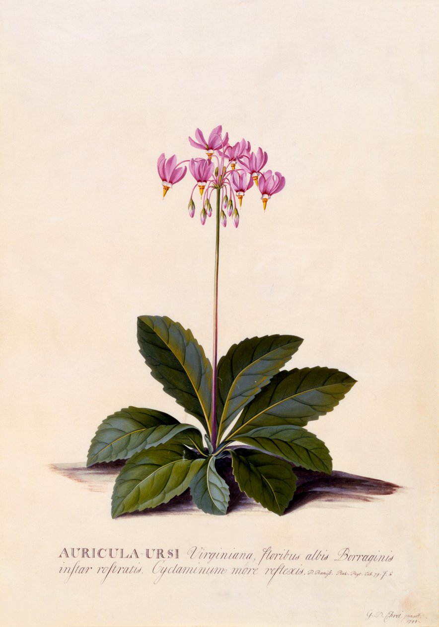 Aricula Ursi流星，约1744年手绘版画。 作者 “乔治·狄奥尼修斯·埃雷特