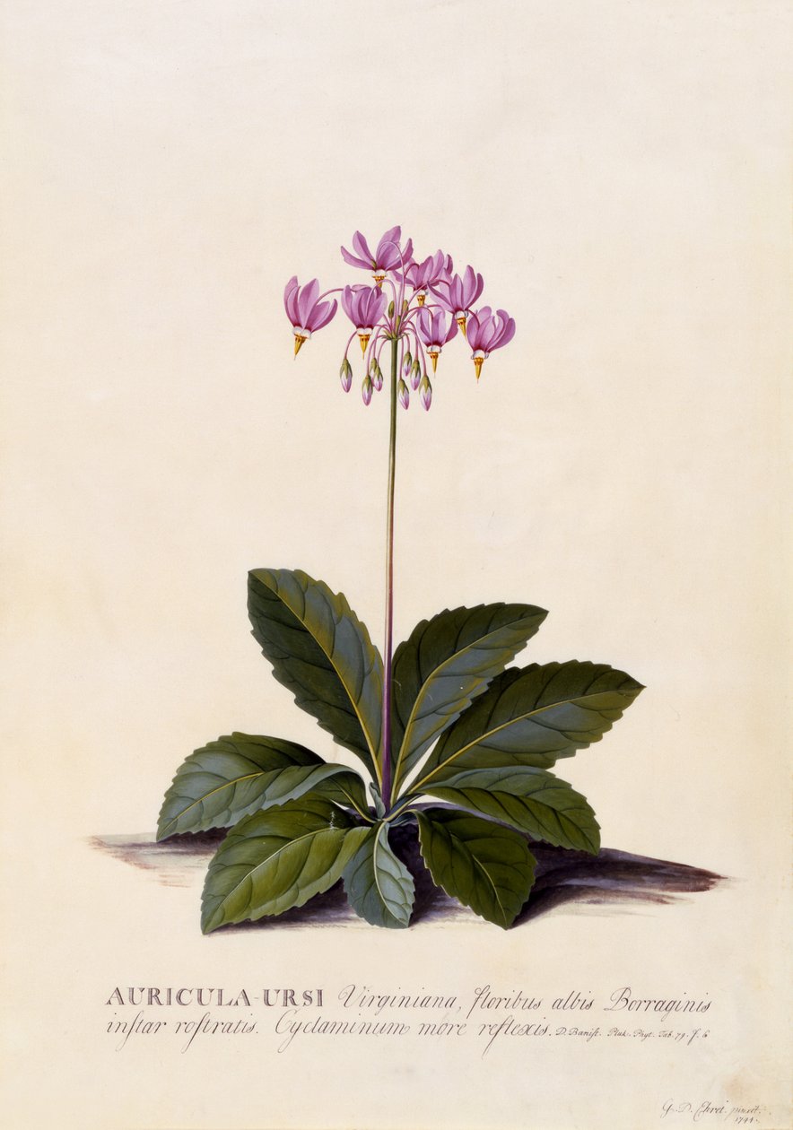 Aricula ursi，Shooting Star，c.1744（手工彩色雕刻） 作者 格奥尔格·狄奥尼修斯·埃雷特