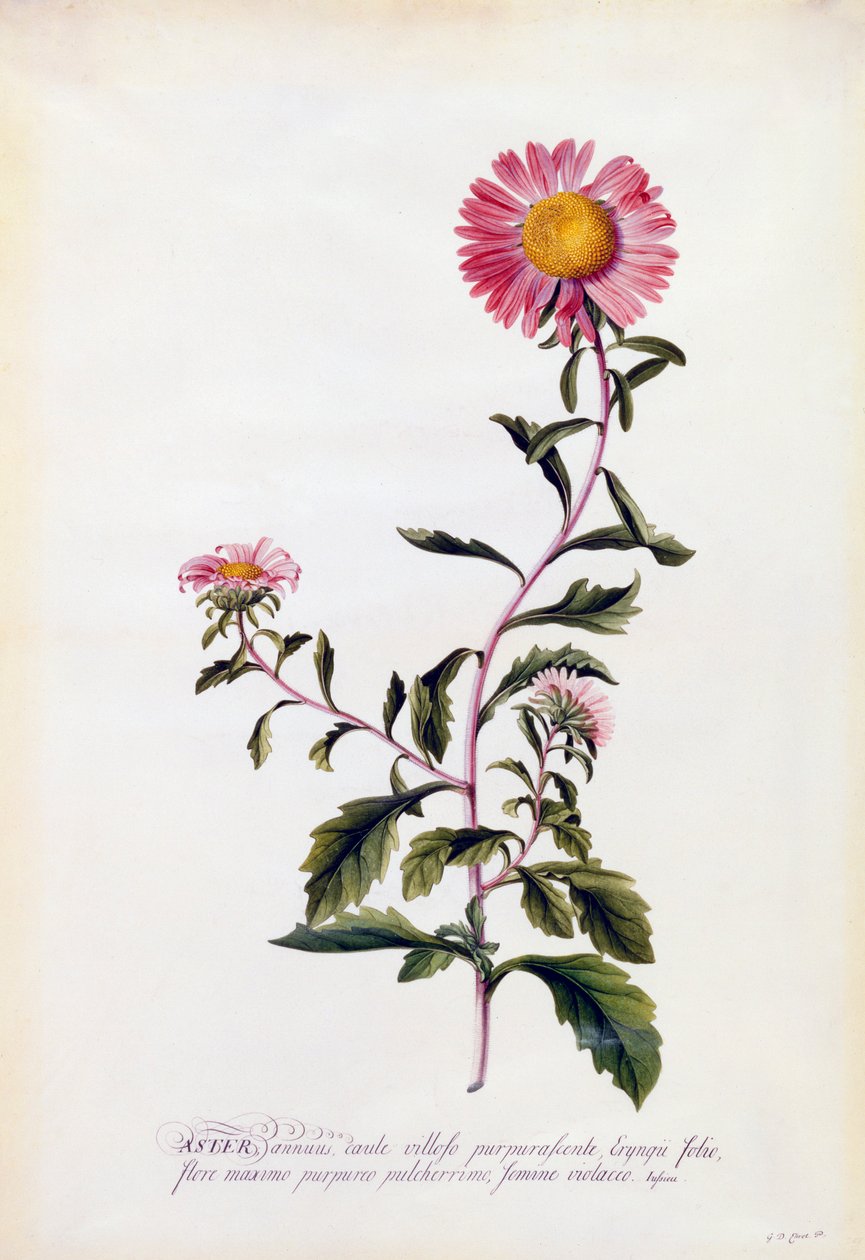 紫苑，约1743年手绘版画。 作者 “乔治·狄奥尼修斯·埃雷特