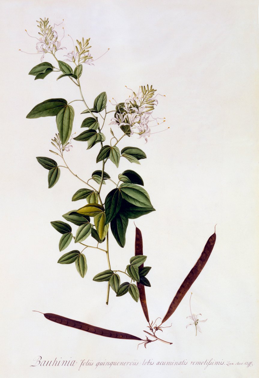 紫荆花，约1745年手绘版画。 作者 “乔治·狄奥尼修斯·埃雷特