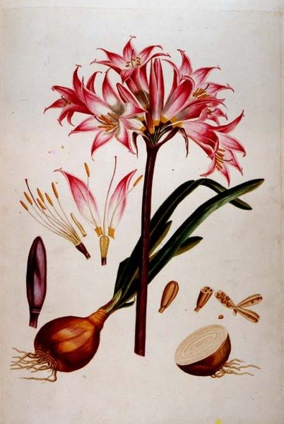 来自 "Plantae Selectae"（1750-73）的植物图版（也是由Christoph Jacob Trew编撰的）。 作者 格奥尔格·狄奥尼修斯·埃雷特