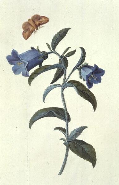 坎特伯雷贝尔（Campanula） 作者 格奥尔格·狄奥尼修斯·埃雷特