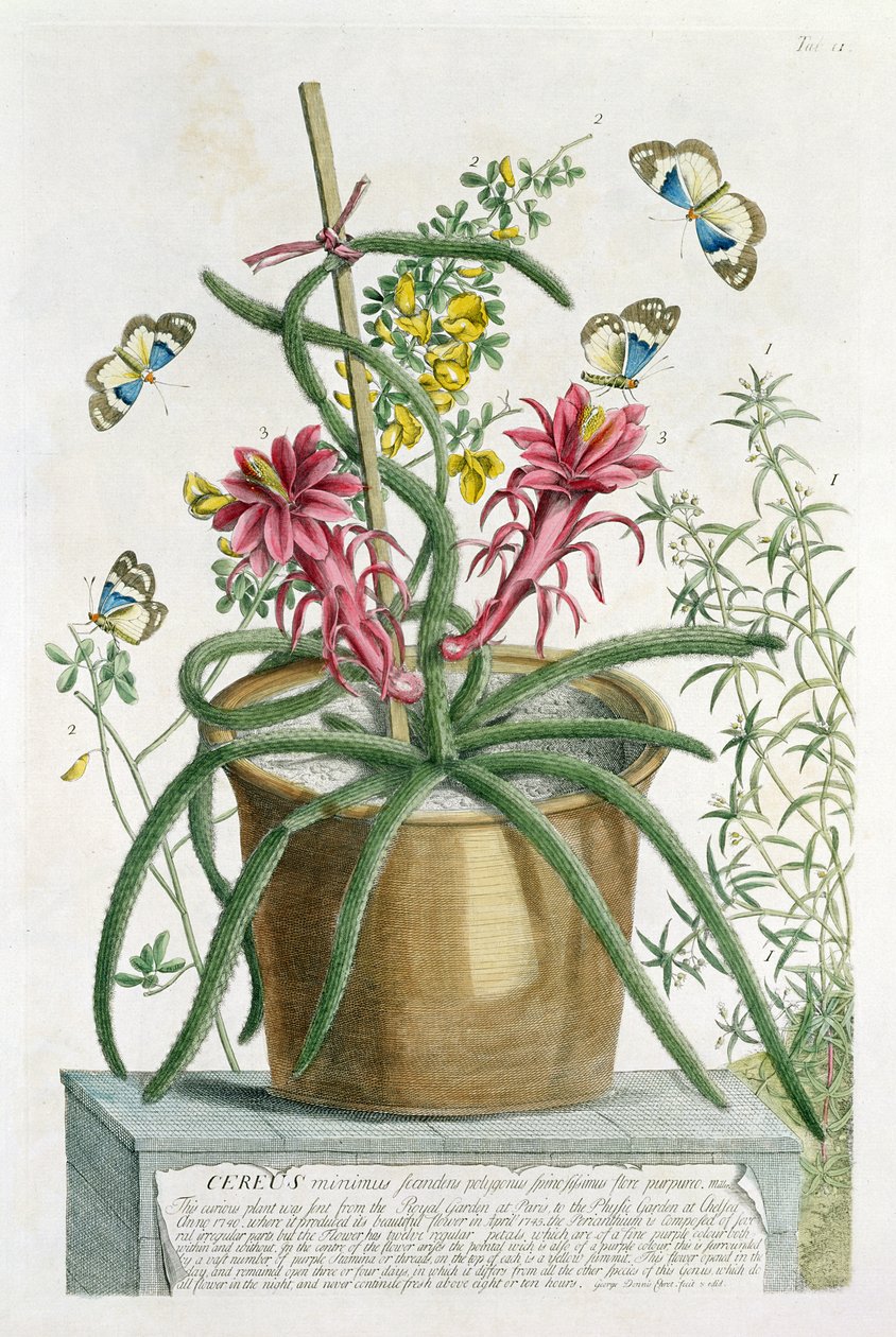 Cereus Minimus，c.1745（彩色光刻） 作者 格奥尔格·狄奥尼修斯·埃雷特