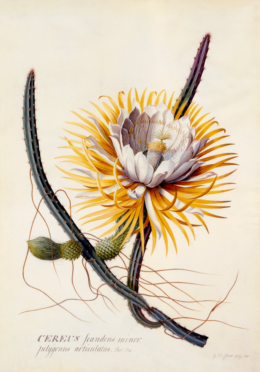 夜之女王Cereus，约1744年手绘版画。 作者 “乔治·狄奥尼修斯·埃雷特