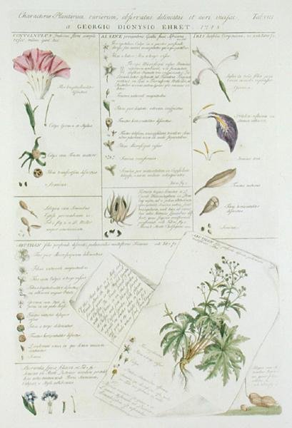 花的特征，摘自《Plantae et Papiliones Rariores》，1748-59年出版（手绘版）。 作者 格奥尔格·狄奥尼修斯·埃雷特