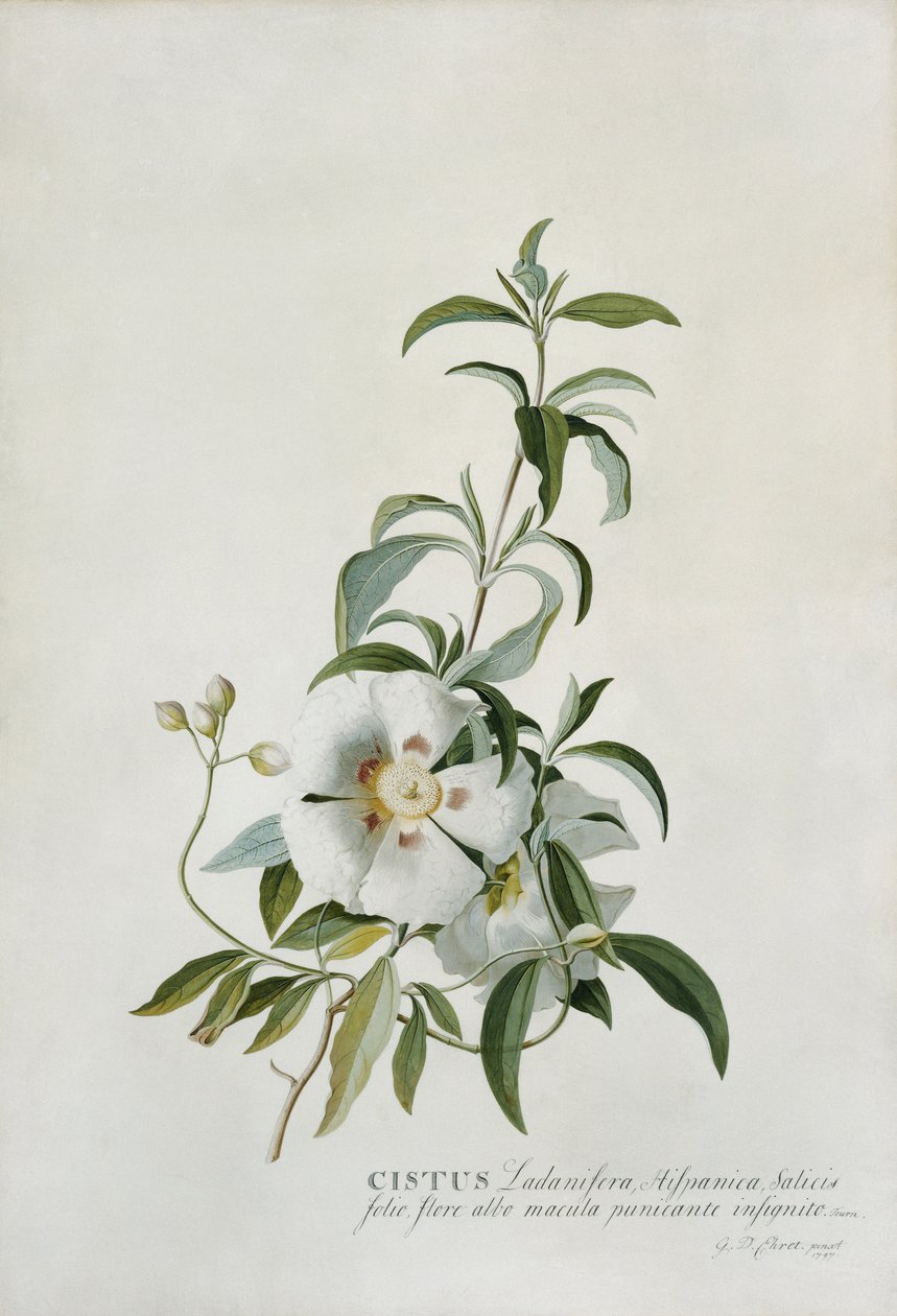 水仙（Cistus），1747年 作者 格奥尔格·狄奥尼修斯·埃雷特