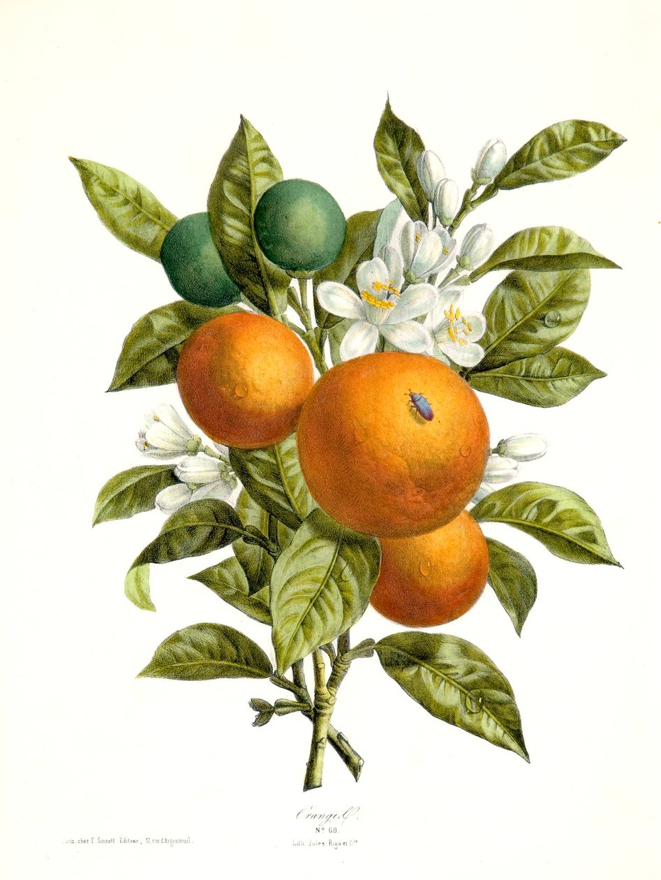 Citrus aurantiacus Orange, 1730-1770. 作者 格奥尔格·狄奥尼修斯·埃雷特